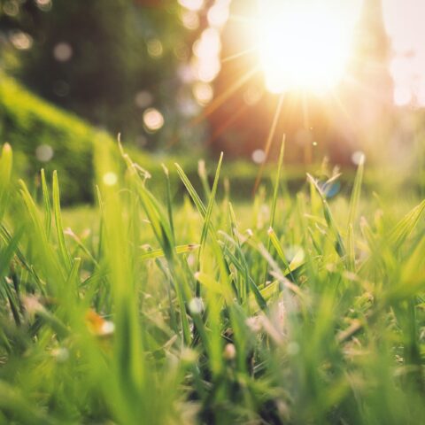 Mijn-Tuinberegening: zomer klaar maken beregeningsysteem.