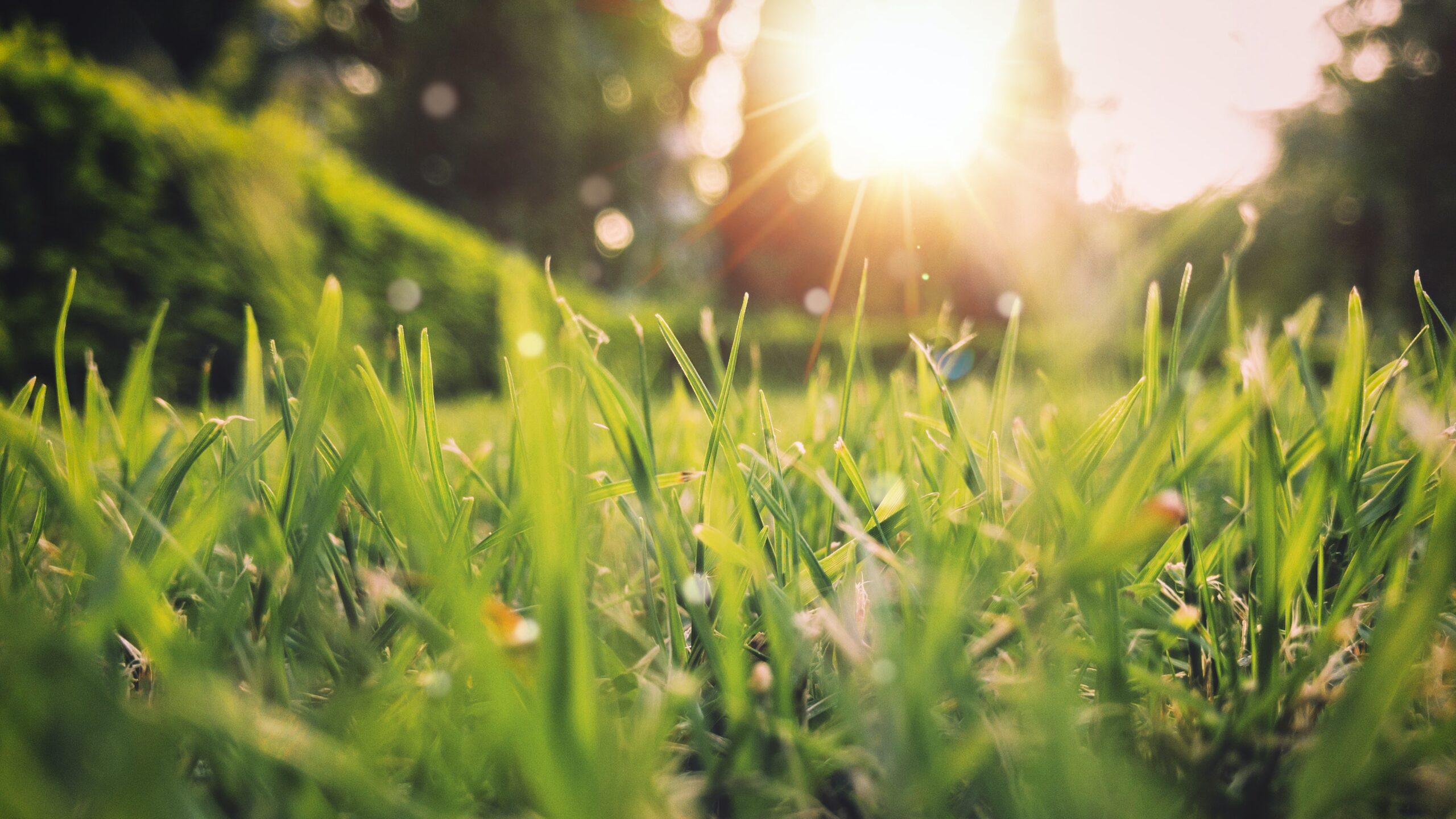 Mijn-Tuinberegening: zomer klaar maken beregeningsysteem.