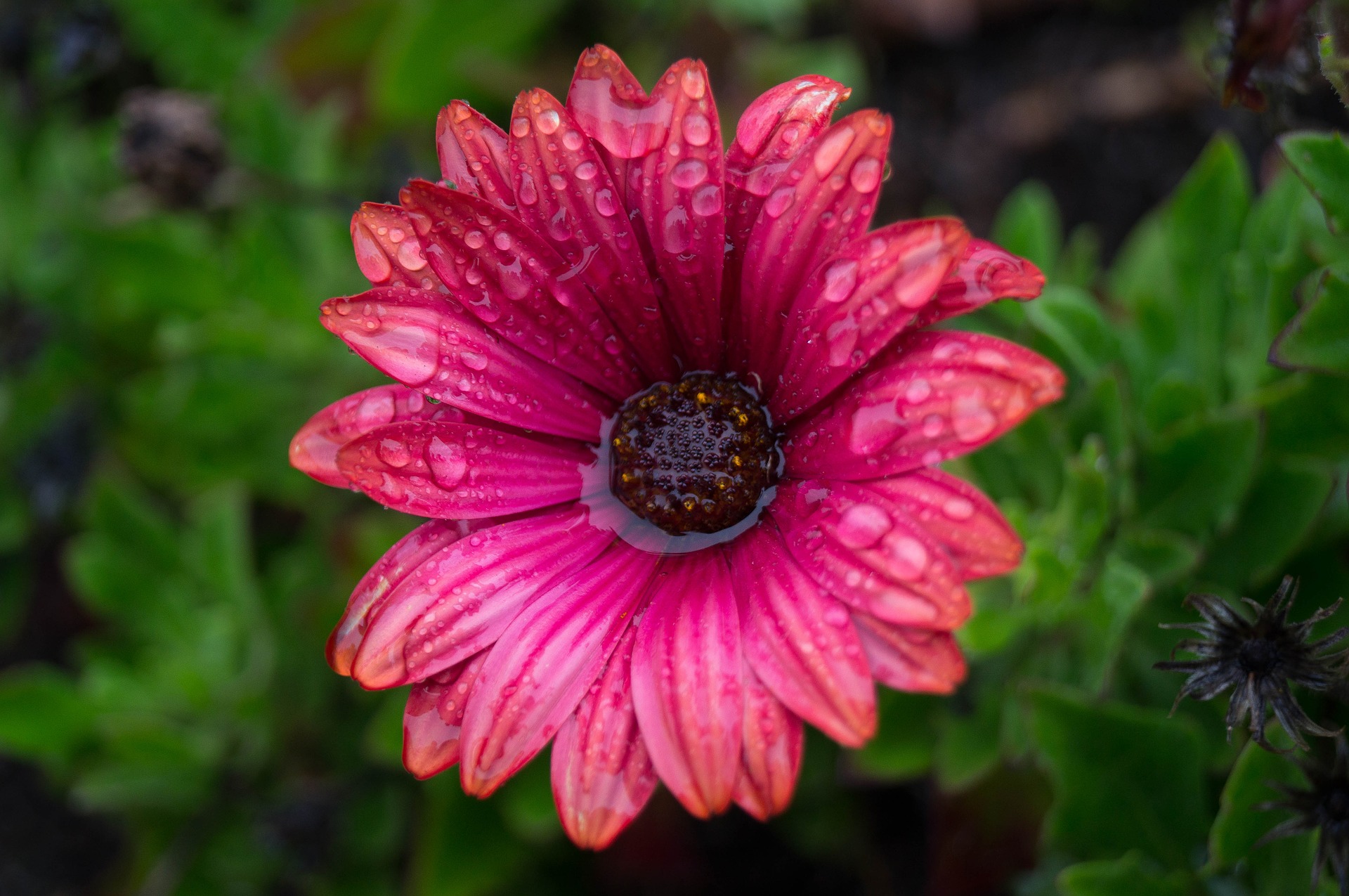 Roze bloem